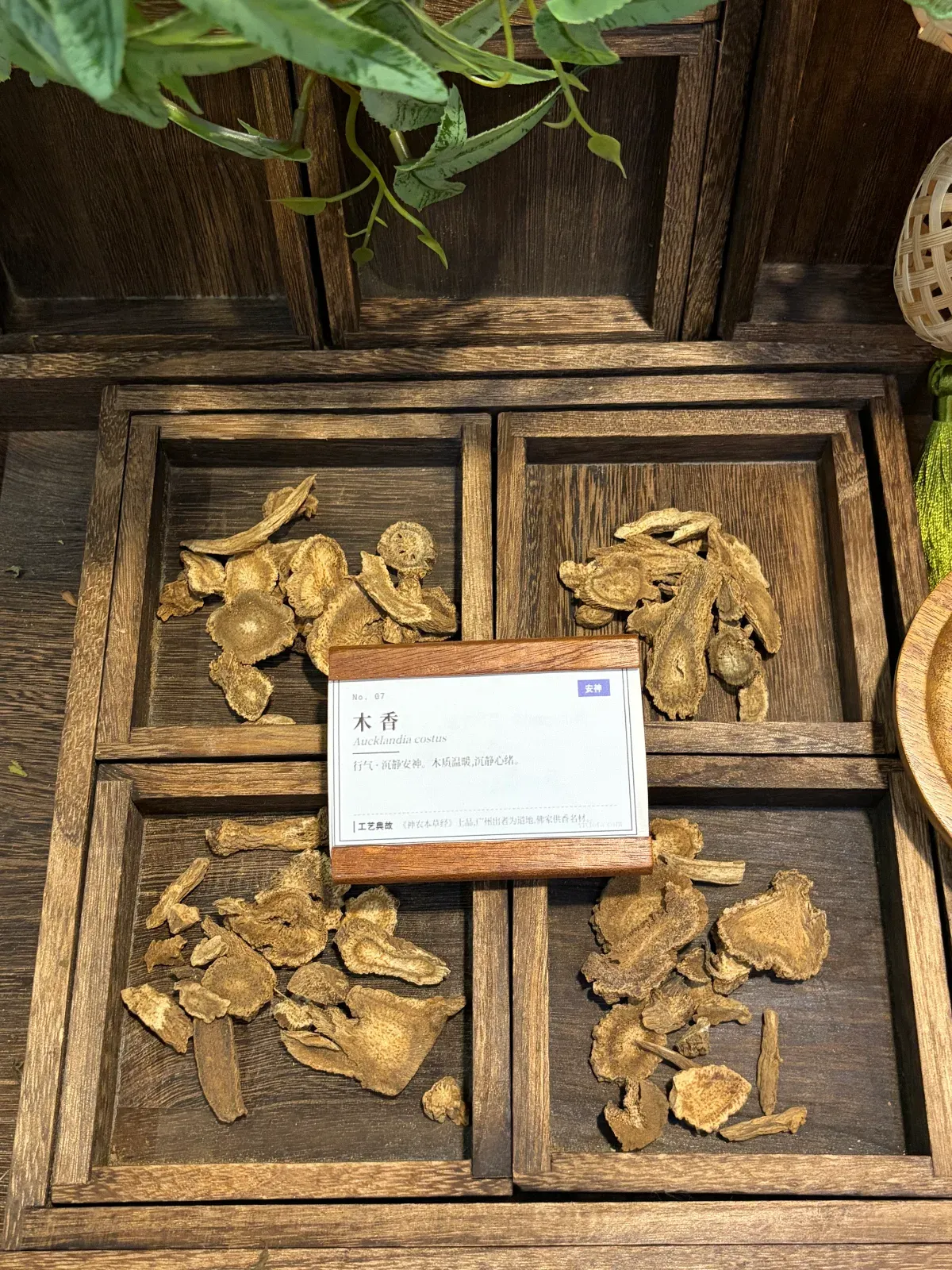 Costus Root | Traditional Chinese Aromatic Root | Warm Spicy Depth